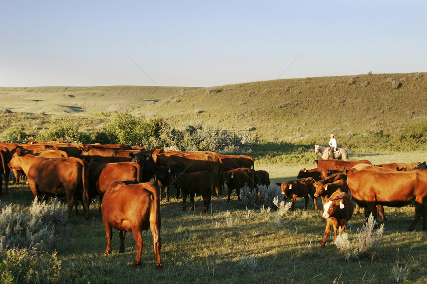 牛群集牛仔红色男生滚动牧场海狸奶牛圆形库存草原图片