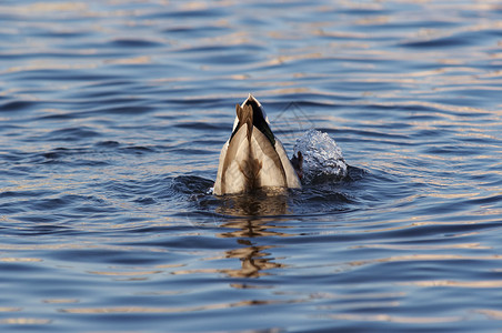 扁嘴鸭子自然神仙鱼高清图片