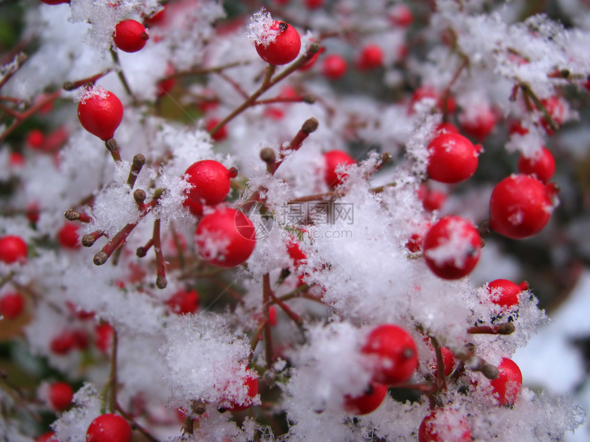 白雪覆盖红斑列图片