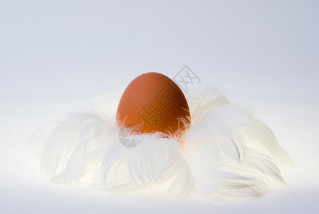 在羽毛巢中的鸡蛋高清图片