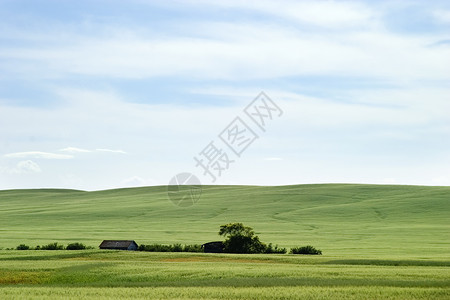 赫伯特草原景观地平线生长场地蓝色牧场燕麦农业海狸绿色小麦背景
