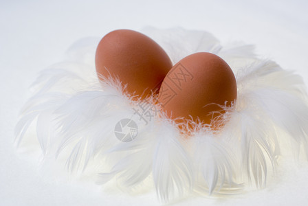 脱蛋壳衣服羽毛巢中的鸡蛋背景