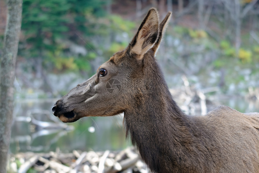 瓦皮提荒野野生动物哺乳动物男性棕色鹿角动物图片