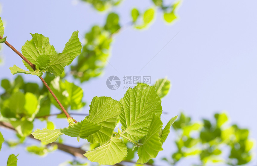 春色海瑟或耳叶宏观树叶衬套太阳天空新生活晴天季节蓝天植物图片