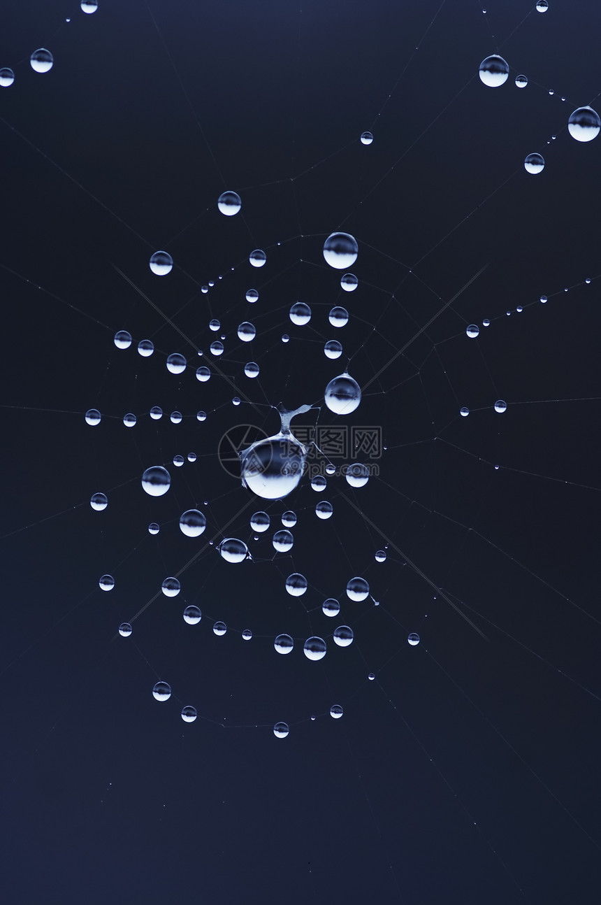 蜘蛛网上的滴子珠子露水纤维飞沫特写斑点蹼状蛛网细节蜘蛛网图片