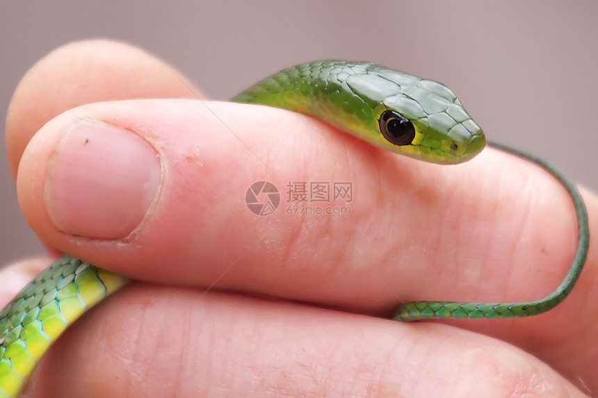 蛇绿色动物群电脑动物眼睛野生动物黄色按钮控制药片图片