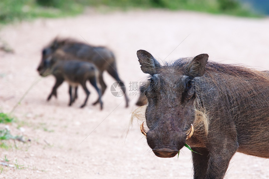 猪动物旅行鳄鱼獠牙野生动物荒野食物牙齿国家公园图片