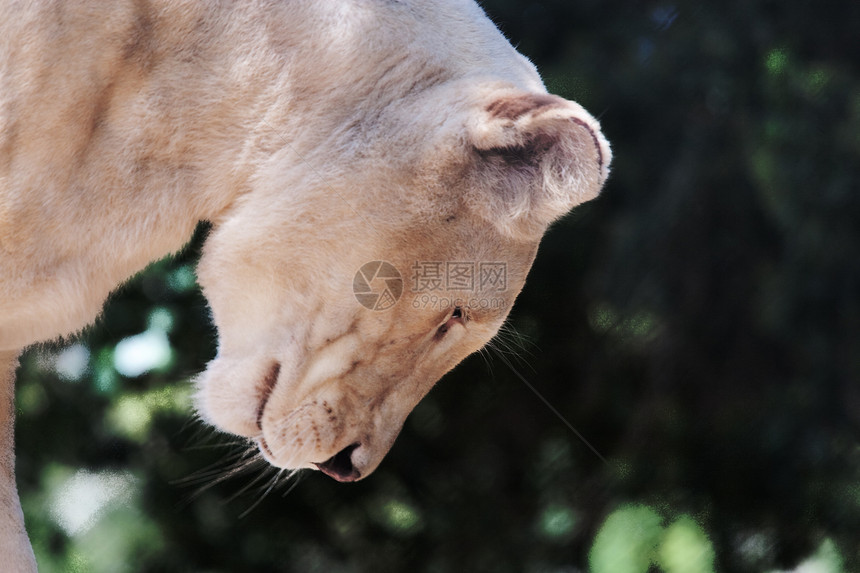狮子狮座猎人头发荒野公园黑色国家丛林森林棕色哺乳动物图片