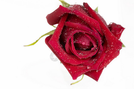 白色的一朵美丽的红玫瑰花瓣红色玫瑰宏观背景图片