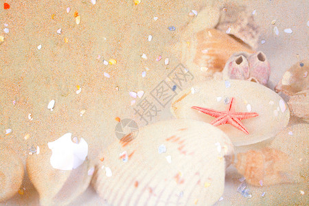 沙地背景上的小彩色贝壳支撑海星海滩藤壶高清图片