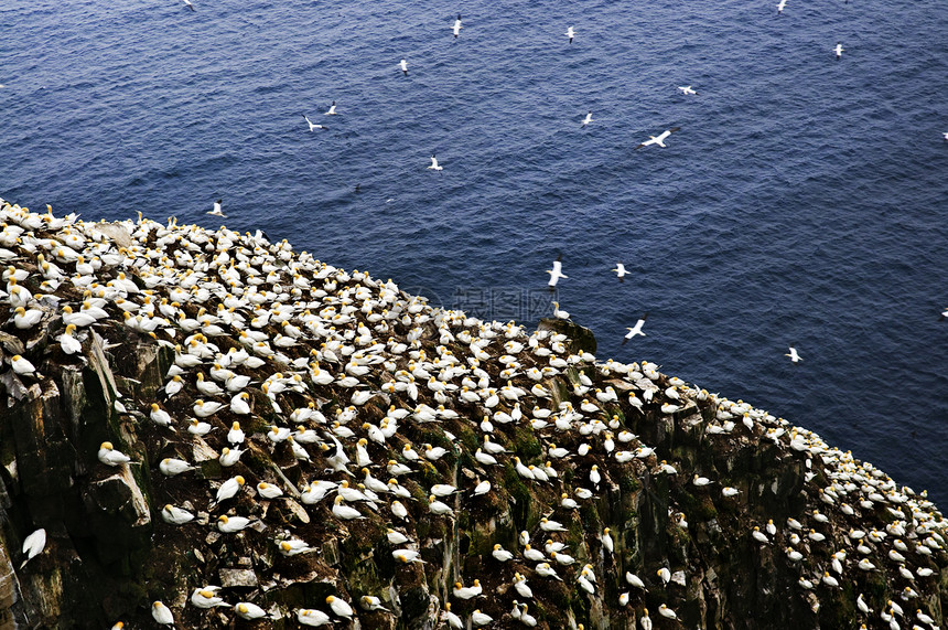 圣玛丽角生态鸟类保护区的甘奈茨嵌套殖民地橄榄球鸟岩海岸丘陵岩石旅行动物风景图片