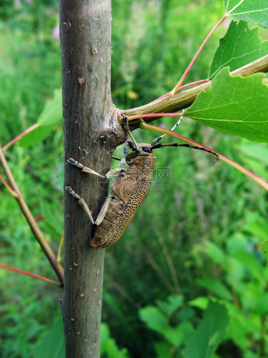大甲虫在树枝上昆虫宏观漏洞动物绿色动物群植物群图片