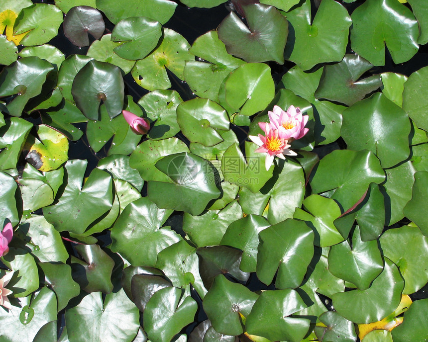 粉红水百花荒野正方形漂浮叶子池塘百合荷叶软垫植物植物群图片