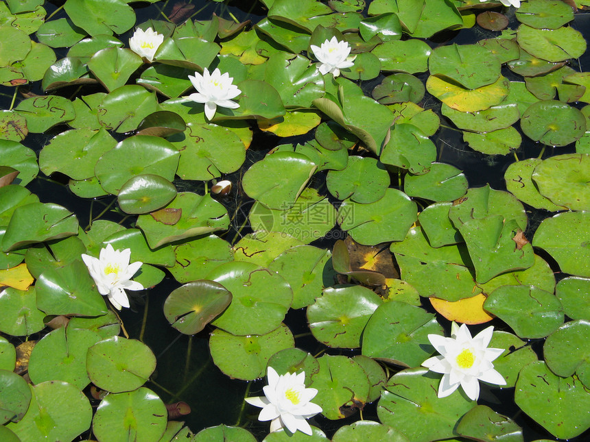 白白水百花图片