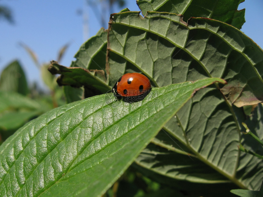 瓢虫甲虫宏观动物晴天叶子红色植物群绿色杂色漏洞图片