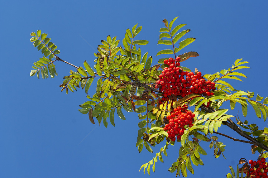 连线叶子植物红色浆果吸附水果树叶图片