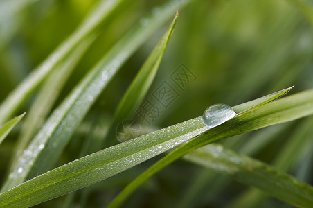 在草地上露露刀刃珠子宏观斑点绿色叶子背景图片