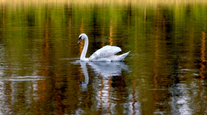 湖边的天鹅长颈动物体水鸟童话场景镜子野生动物游泳羽毛池塘图片