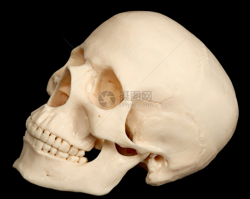 在黑色背景上被孤立的人类头骨白色颅骨塑料丑恶眼眶死亡牙齿图片