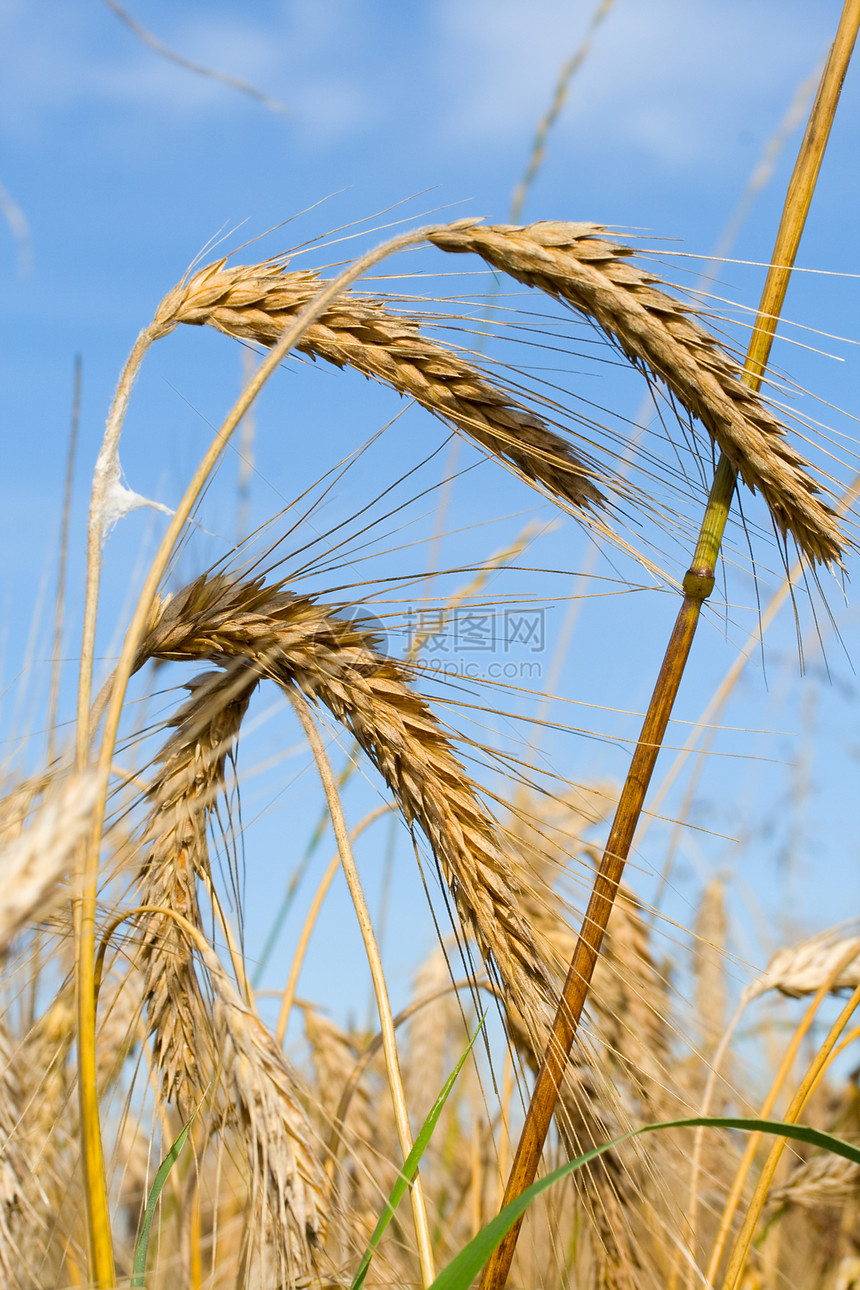 长着黑麦耳朵 与蓝天对立粮食金子场地晴天谷物植物群宏观小麦植物蓝色图片