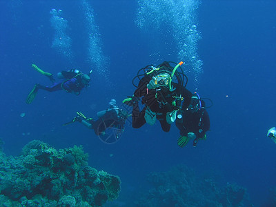 珊瑚草珊瑚礁上的多样化绿色生活潜艇潜水员动物树叶照片浮潜潜水野生动物背景
