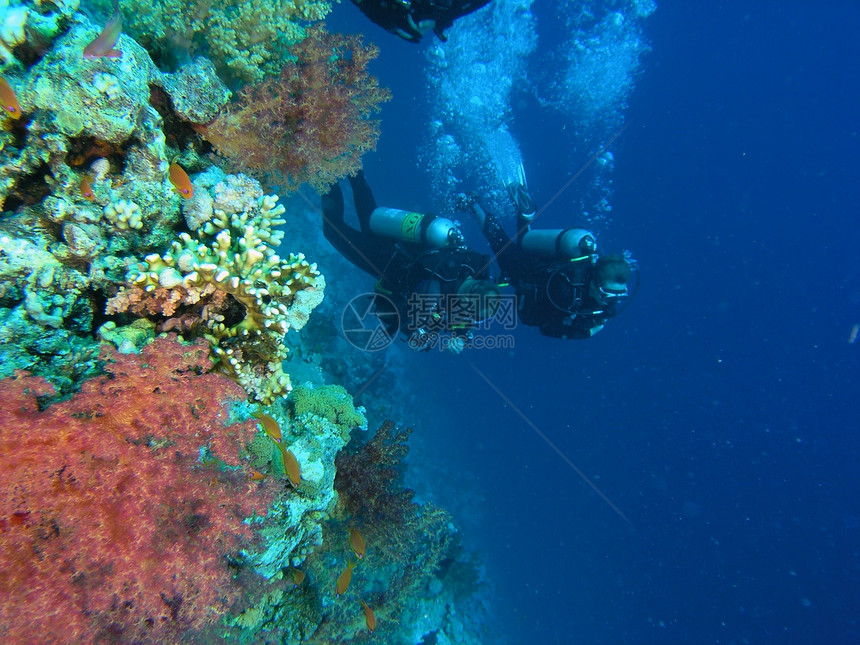 珊瑚礁上的多样化动物群植物群呼吸管潜艇荒野树叶浅滩冒险动物珊瑚图片