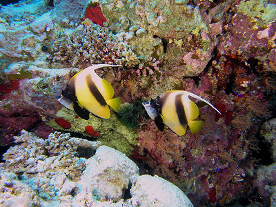 珊瑚草班纳蝇鱼植物群生活冒险潜艇动物飞鱼植物反射动物群树叶背景
