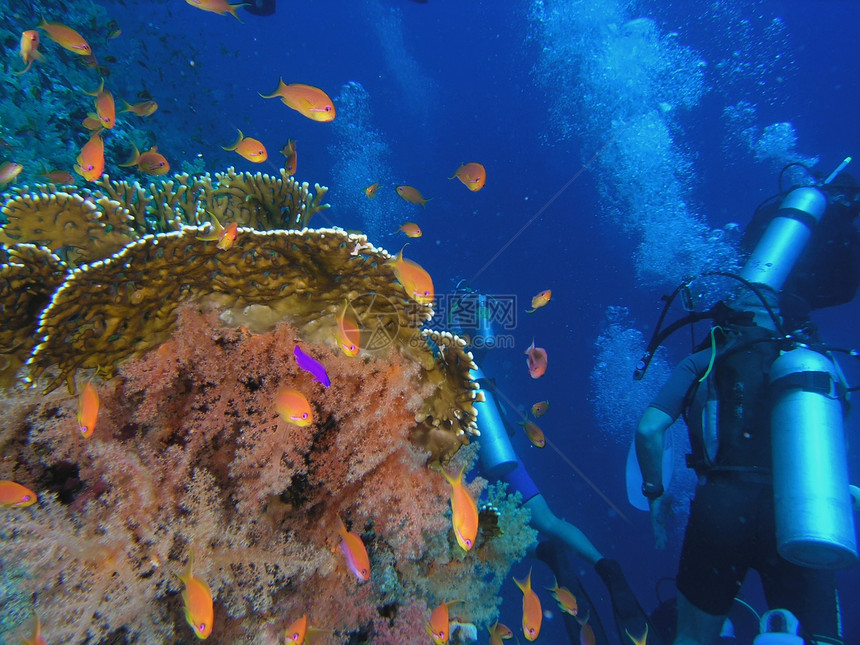 珊瑚礁上的多样化珊瑚生活照片动物野生动物浮潜动物群树叶绿色呼吸管图片