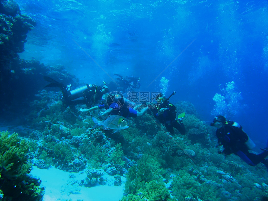 珊瑚礁上的多样化呼吸管照片反射植物植物群潜水动物群绿色浮潜生活图片