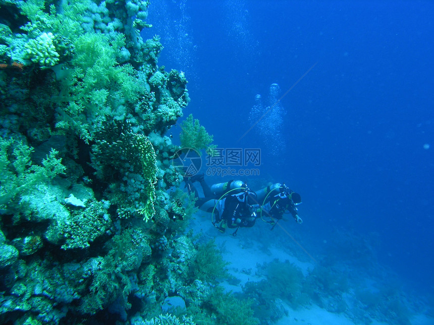 珊瑚礁上的多样化植物群浮潜冒险潜艇动物潜水员野生动物潜水浅滩荒野图片