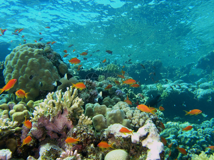 珊瑚现场树叶呼吸管绿色生活野生动物潜艇动物群冒险浅滩潜水图片