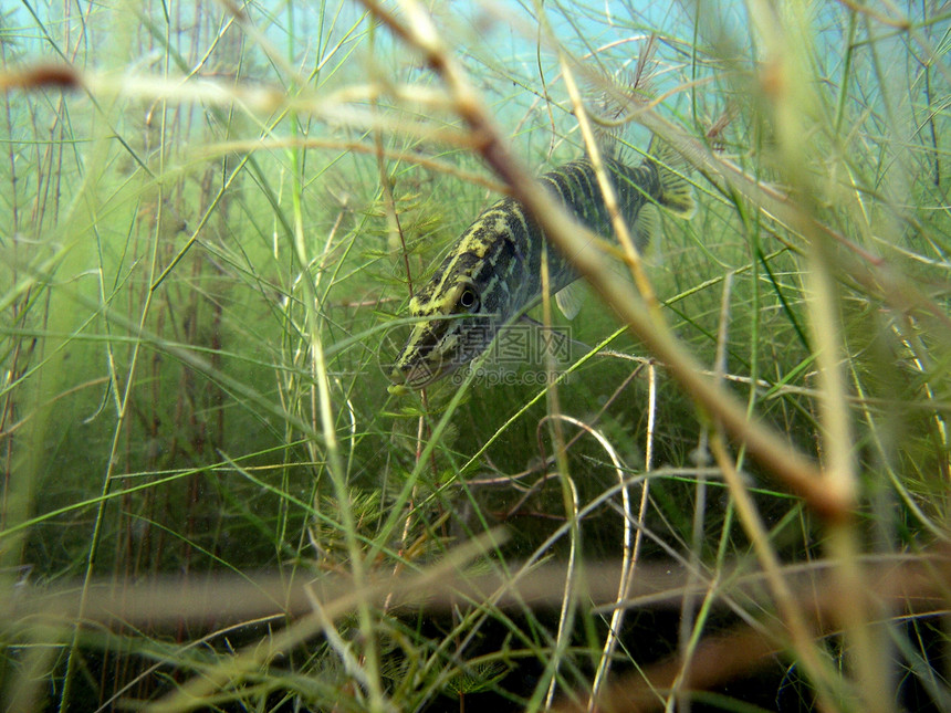 派卡生活动物群动物荒野绿色植物群冒险淡水浮潜呼吸管图片