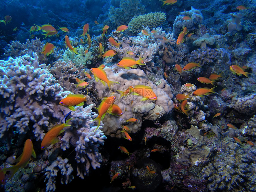 珊瑚现场潜水员生活呼吸管浅滩动物野生动物动物群植物反射潜水图片