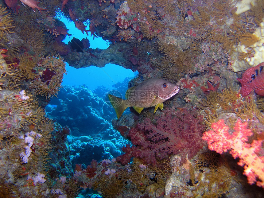 珊瑚现场动物呼吸管植物群潜水浮潜生活野生动物反射潜水员荒野图片