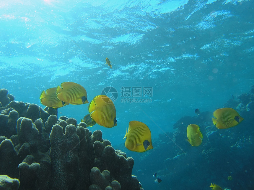 蝴蝶荒野潜水浅滩反射珊瑚呼吸管植物群野生动物浮潜动物图片