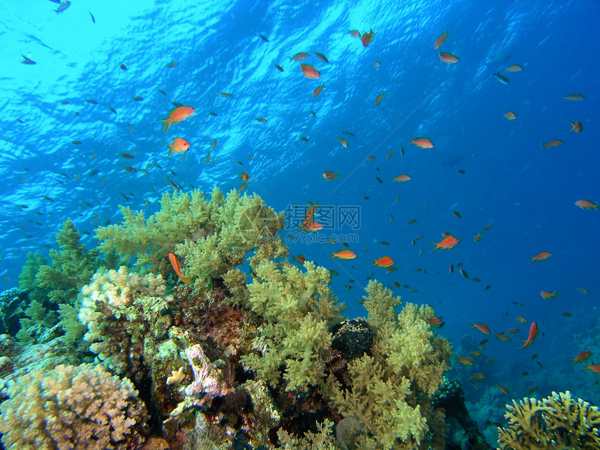 鱼浅呼吸管野生动物潜水员植物群动物植物荒野浮潜珊瑚反射图片