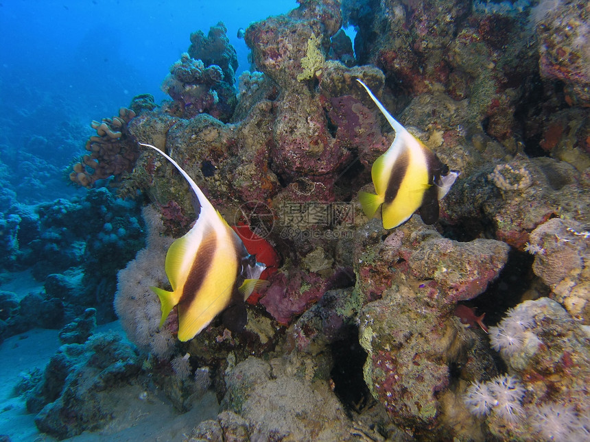 香蕉鱼浅滩动物荒野潜水员植物浮潜动物群反射植物群呼吸管图片