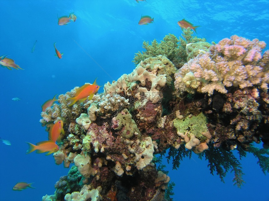 鱼浅荒野动物生活潜水员呼吸管潜水珊瑚植物浮潜反射图片