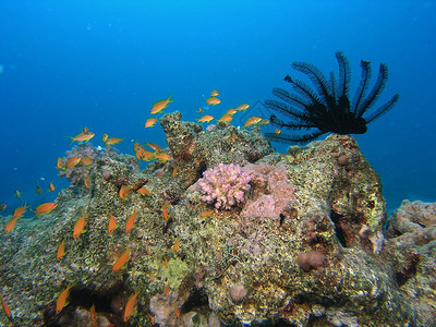 鱼浅反射潜水植物潜水员植物群珊瑚浮潜野生动物浅滩呼吸管背景图片