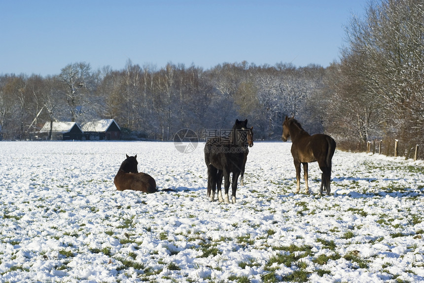 冬天下雪时的马匹图片