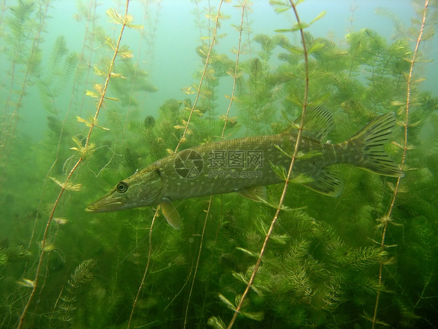 派卡野生动物绿色动物群浮潜植物植物群呼吸管生活树叶淡水图片