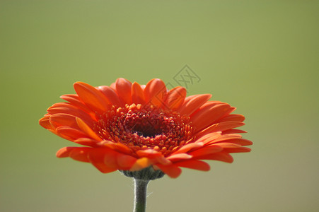 derbera乳房向日葵橙子红色太阳雏菊花朵背景图片