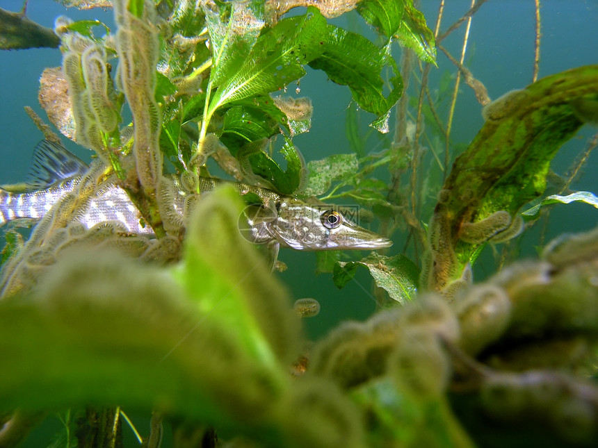 派卡绿色淡水呼吸管植物生活荒野野生动物动物群浮潜树叶图片