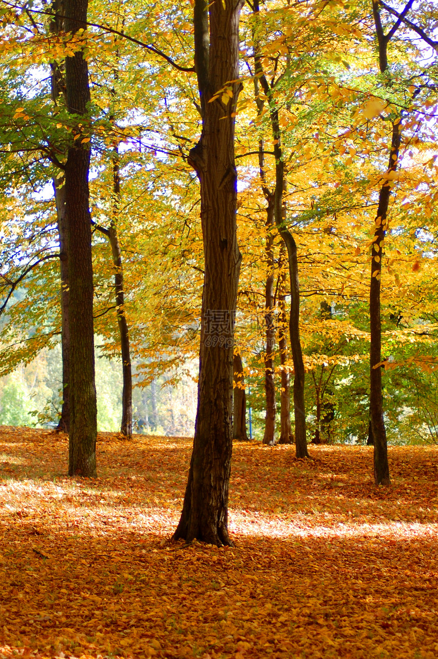 园圃和林林 秋天有金枣树叶树木国家环境小路横梁叶子公园农村阳光季节图片