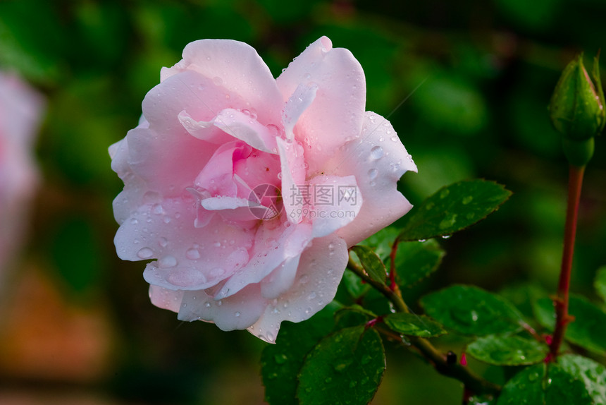 雨后玫瑰宏观粉色图片