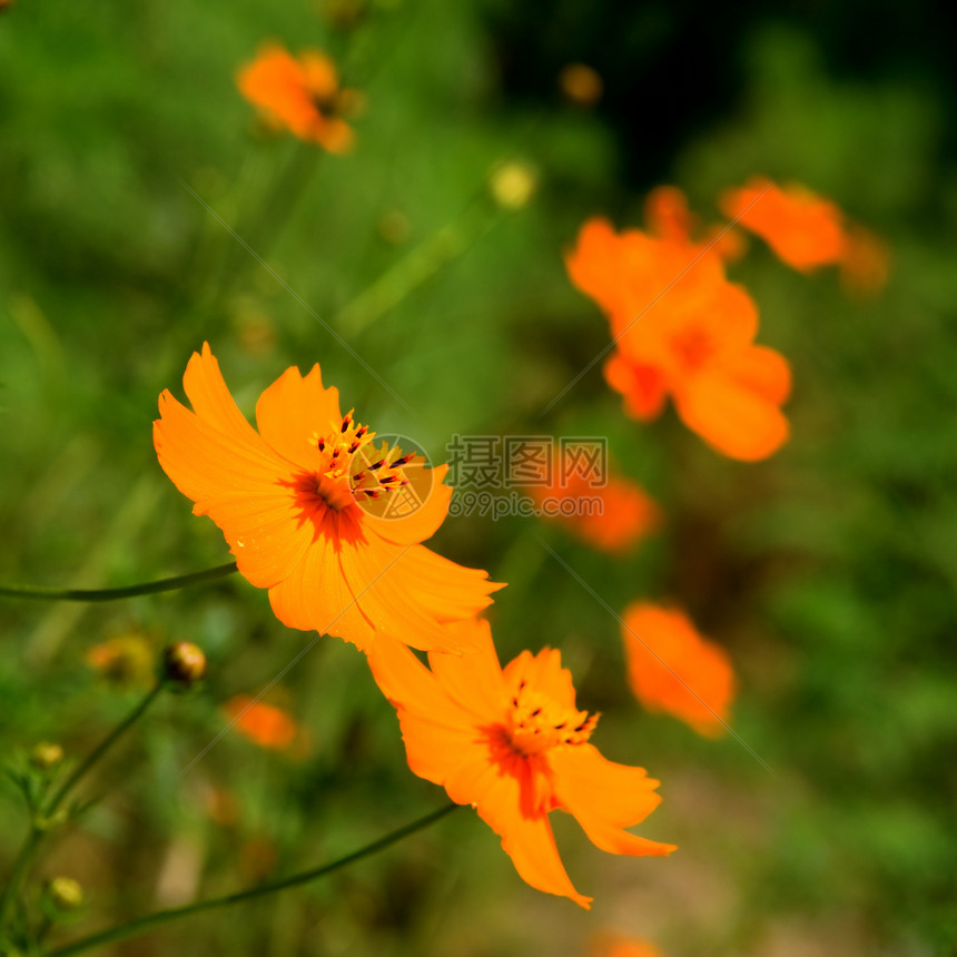 橙色马格丽特植物群投标雏菊杂草甘菊压痛洋甘菊植物草本植物生态图片