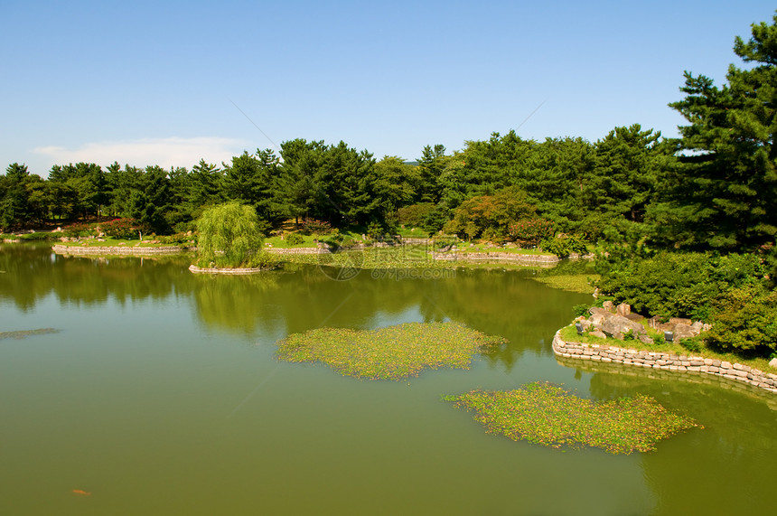 园圃的园圃园艺院子树木花园盆栽橙子池塘叶子季节环境图片