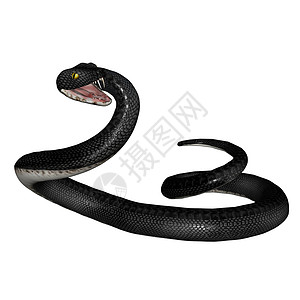 蛇蛇皮生物热带攻击蟒蛇野生动物背景图片