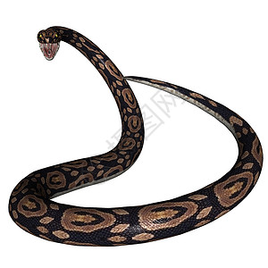 蛇野生动物蟒蛇攻击蛇皮热带生物背景图片
