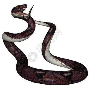 蛇生物攻击蛇皮蟒蛇热带野生动物背景图片